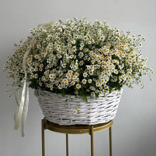 Basket with 101 bush chamomile
