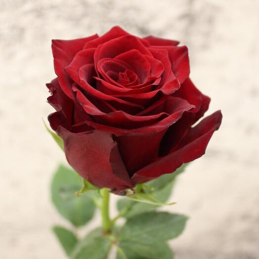 Red rose Explorer 70 cm