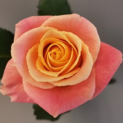 Rose Miss Piggi 50 cm