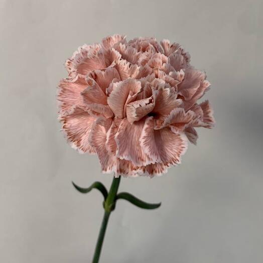 Cloves of exquisite brown color for your home