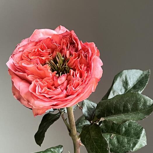 Роза пион розовая мандарин. Ц в подарок маме, жене, любимой девушке, женщине, дочке на день рождение цветы