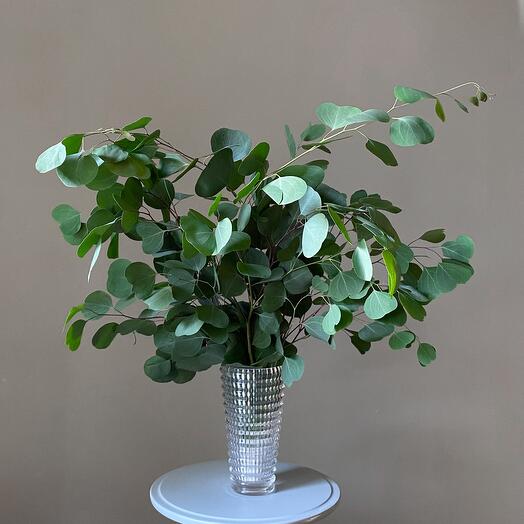 Ароматный эвкалипт, зеленые ветви для дома