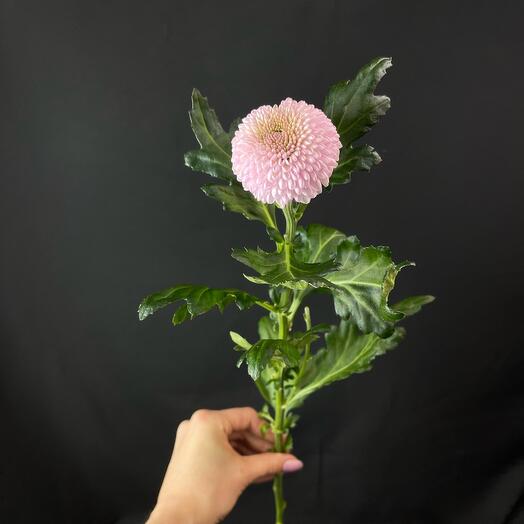 Хризантема «Момоко»