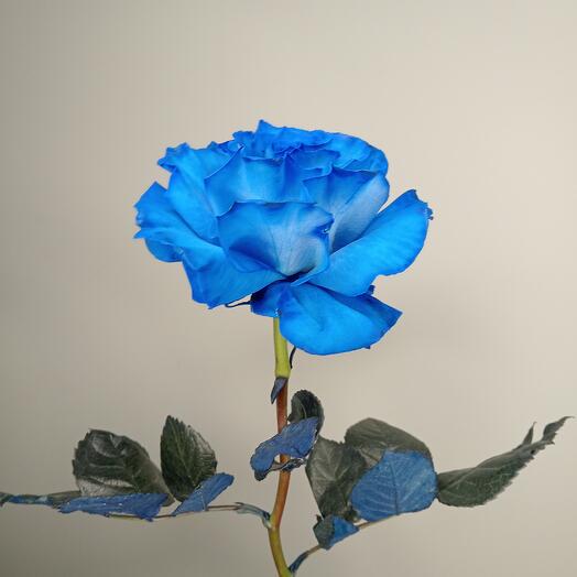 Blue rose