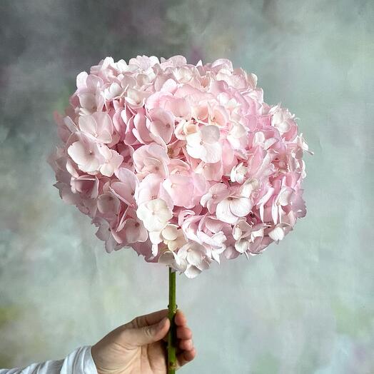 Pink hydrangea flower