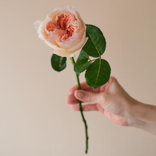 Pionovid rose David Austin Juliet 40 cm