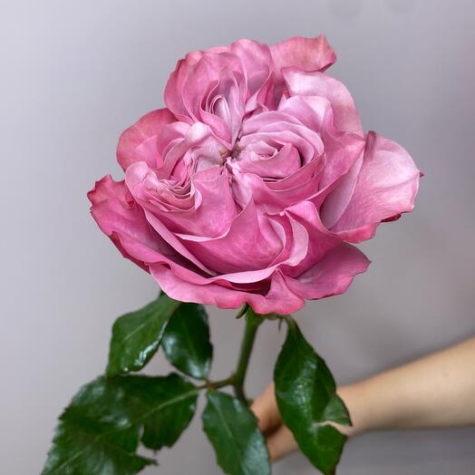 Роза Кантри блю