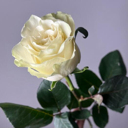 White Ecuador Rose