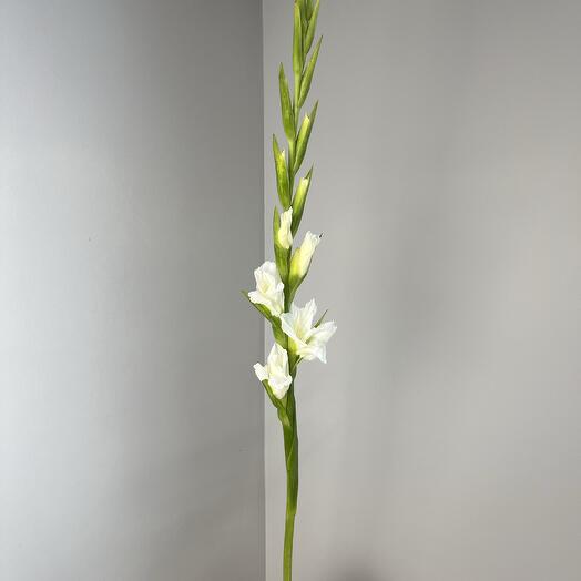 Gladiolus is white