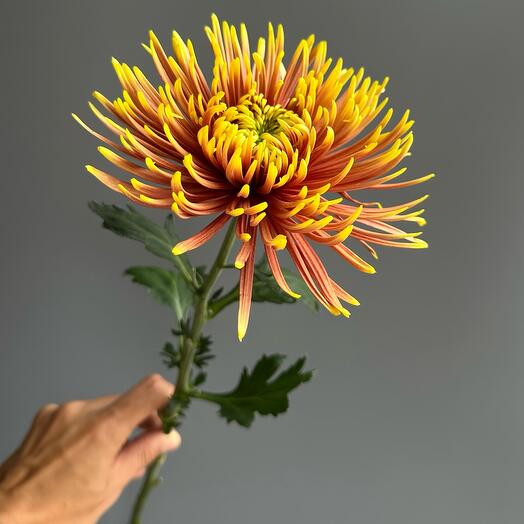 Chrysanthemum