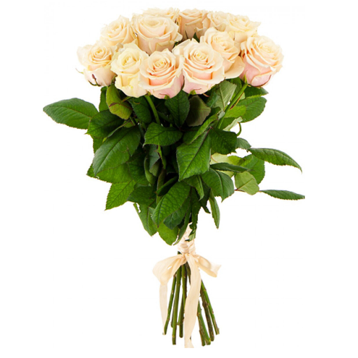 11 кремовых роз