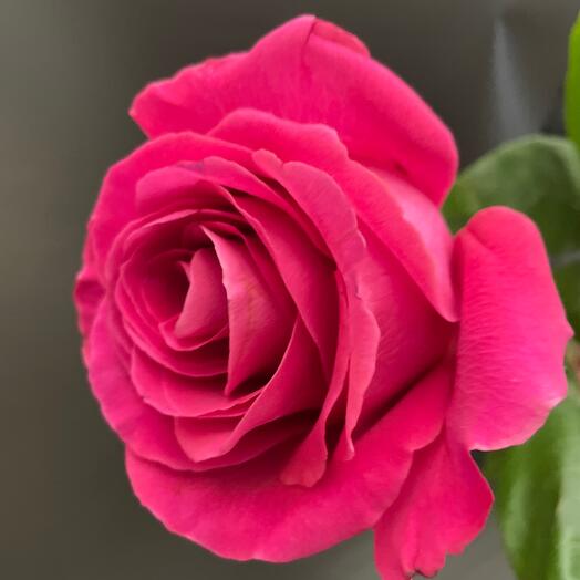 Роза Пинк Флойд