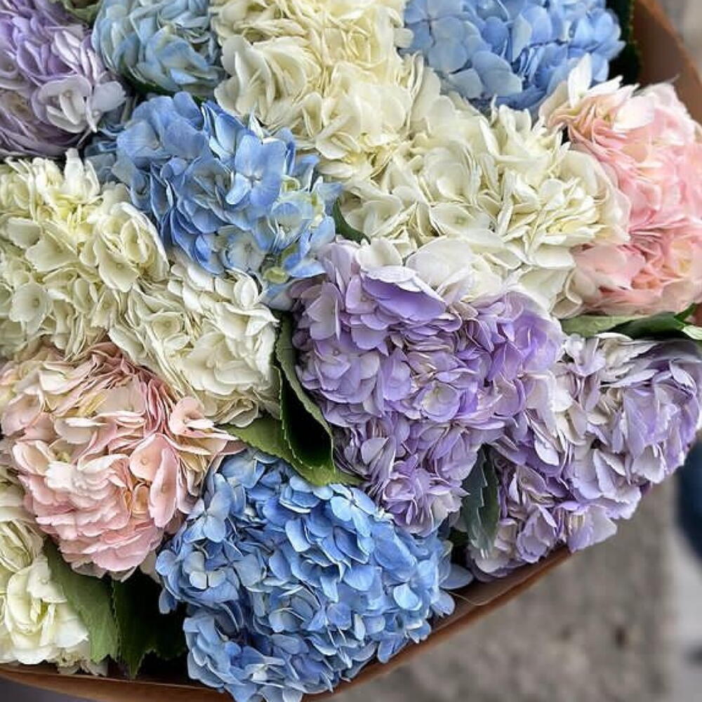 21 hydrangea