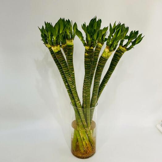 Букет денежного бамбука 70 см 9 шт