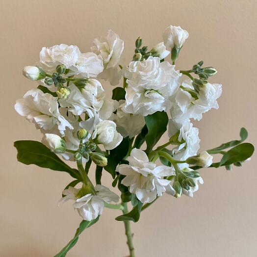 Matthiola is aromatic