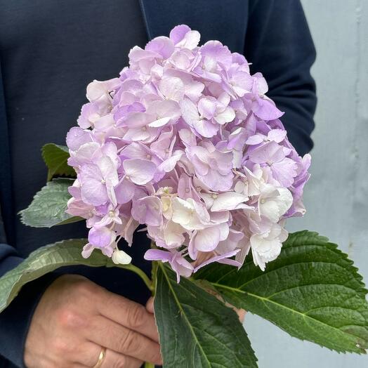 Гортензия лавандовая