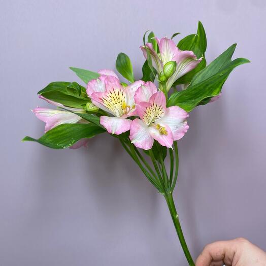 Альстромерия розовая