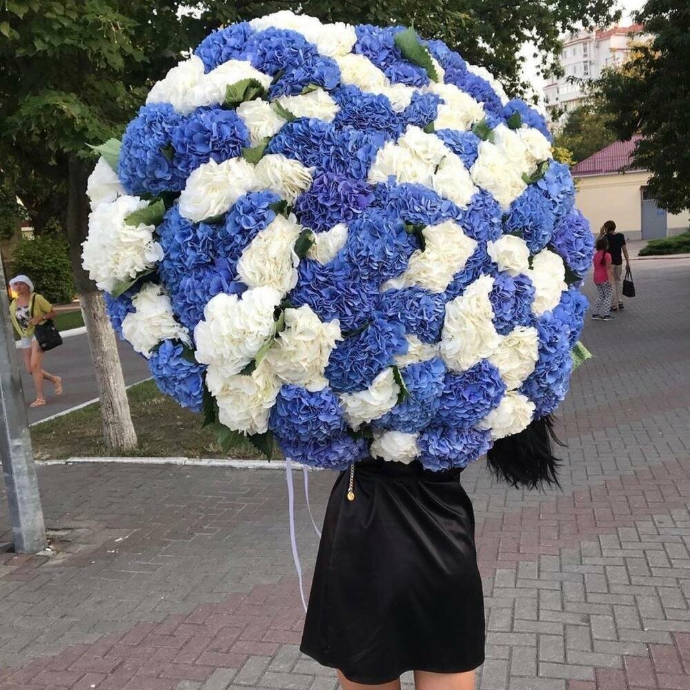 101 hydrangea