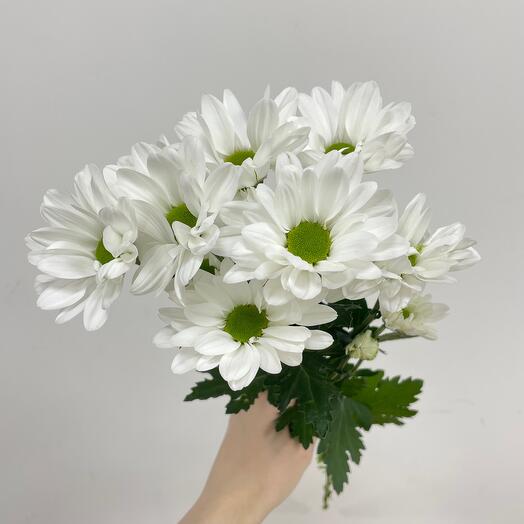 Хризантема Бакарди (от 11 шт.)