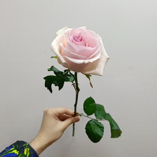 Роза свит ревайл (от 15 шт.)