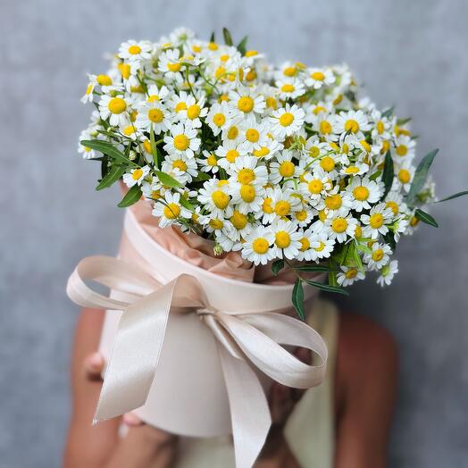 Camomes bush in a hat box with herbs. Field flowers in the box