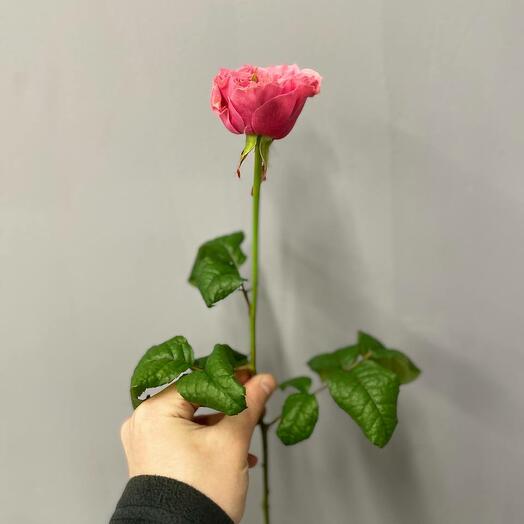 Rose Pionovid Ridens Park 60 cm