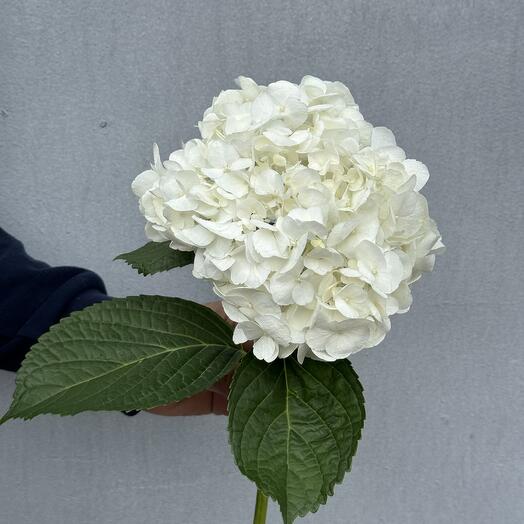 Hydrangea is white