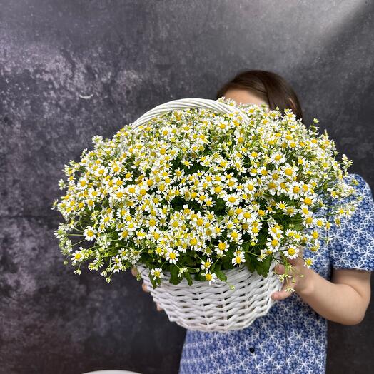 Chamomile in the basket