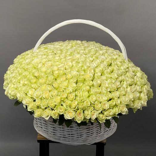 501 белая роза (люкс)