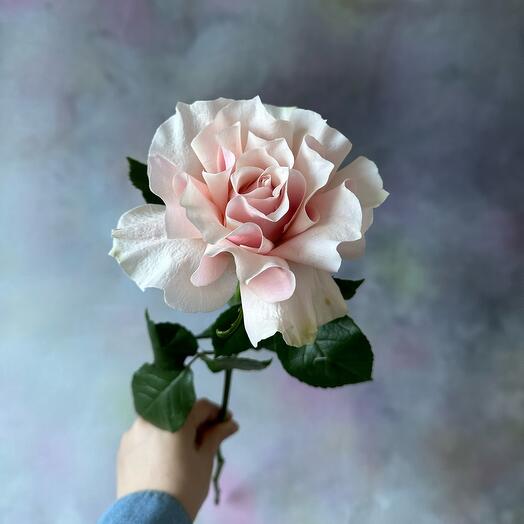 Французская Роза Пинк Мондиаль