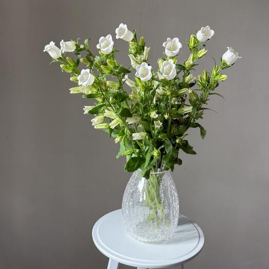 Колокольчики белые кампанула для интерьера