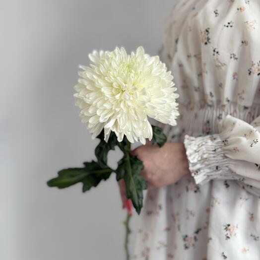 Белая хризантема крупная «Магнум»