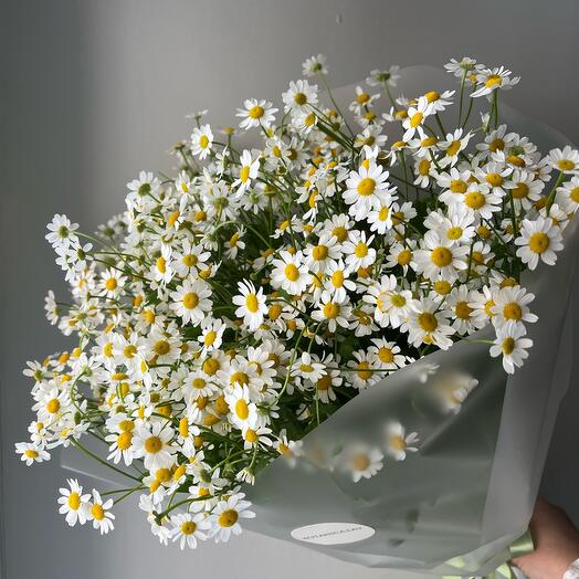 Ромашки 🫶🏻