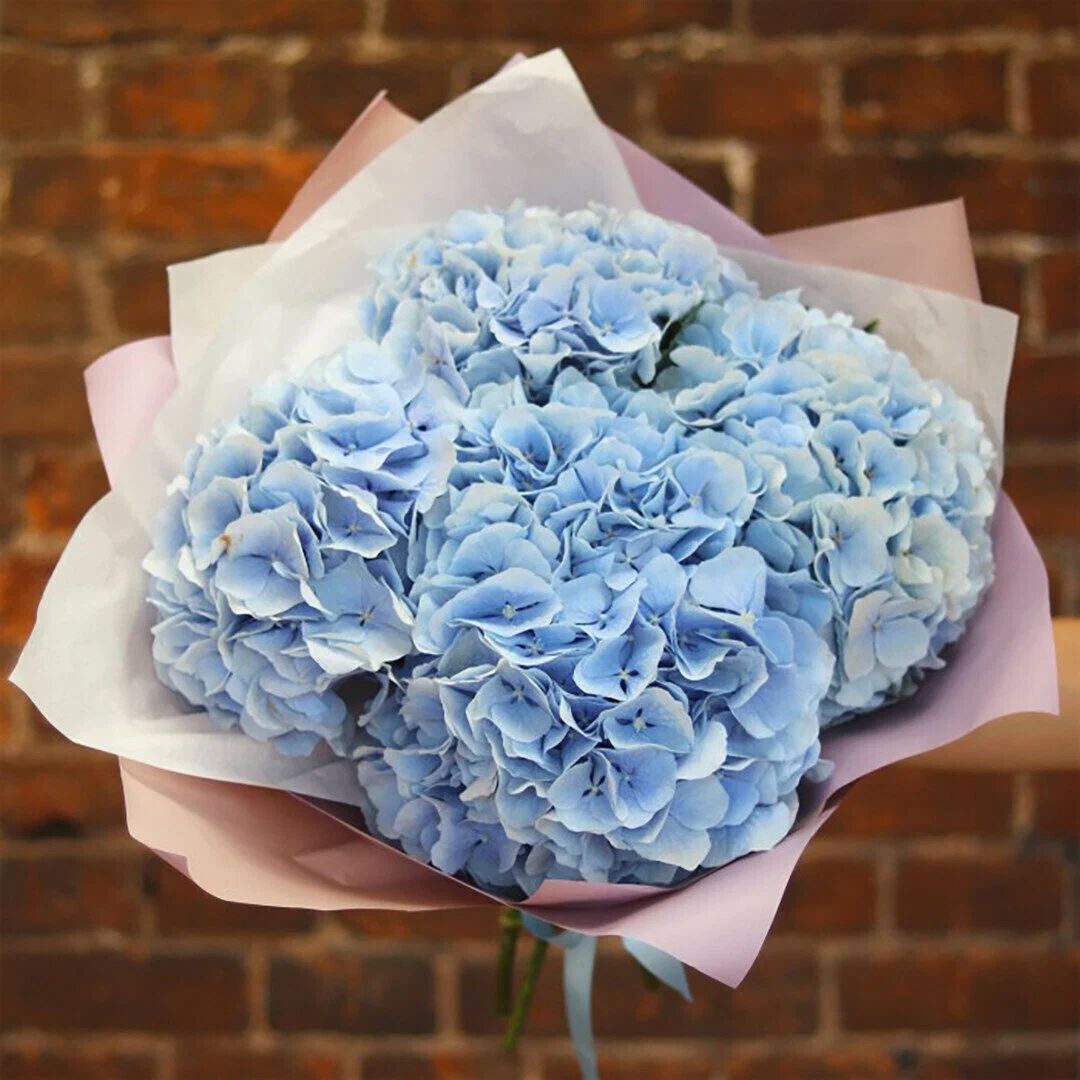 5 гортензия