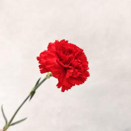 Carnation is red