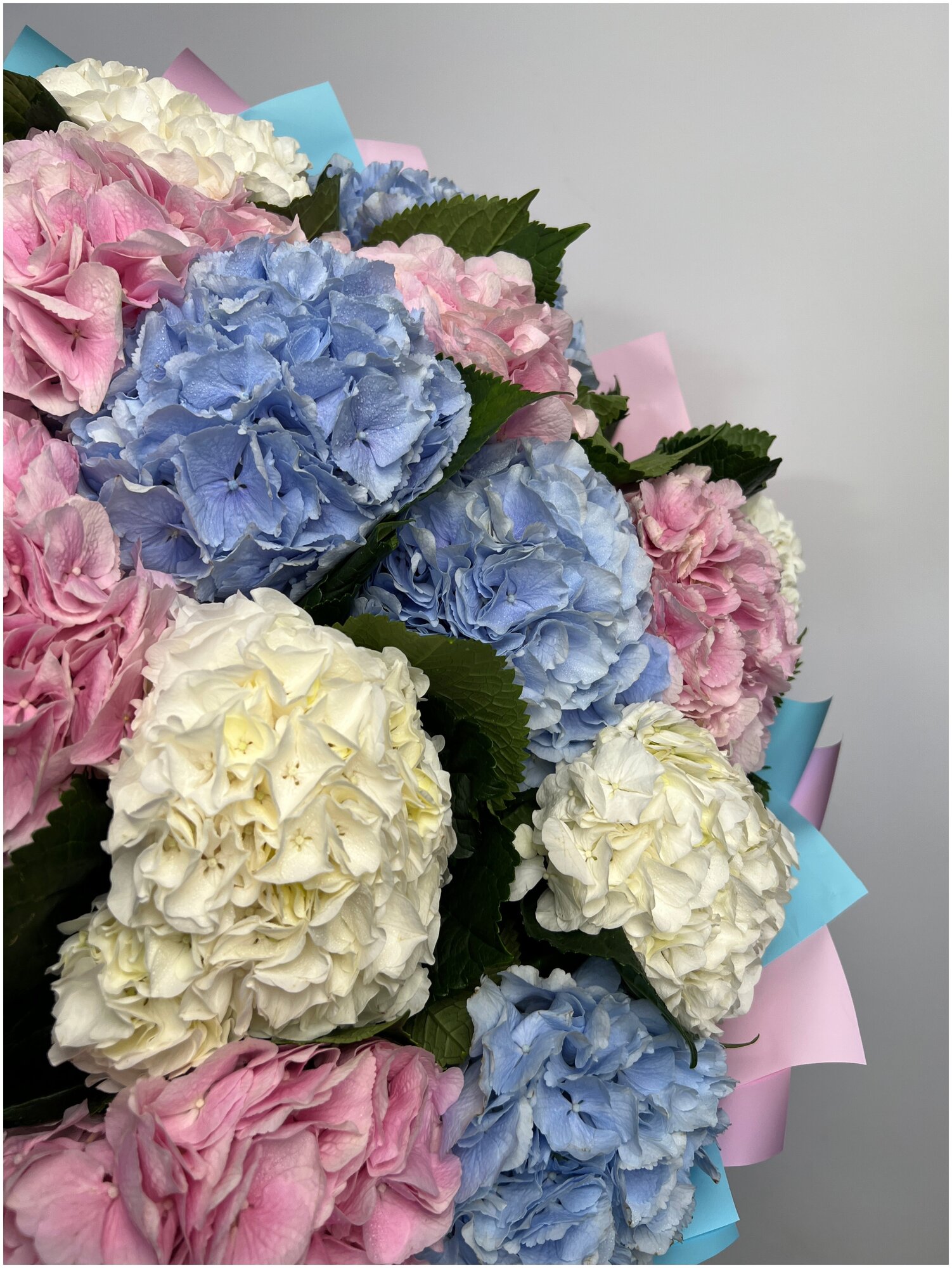 15 гортензия