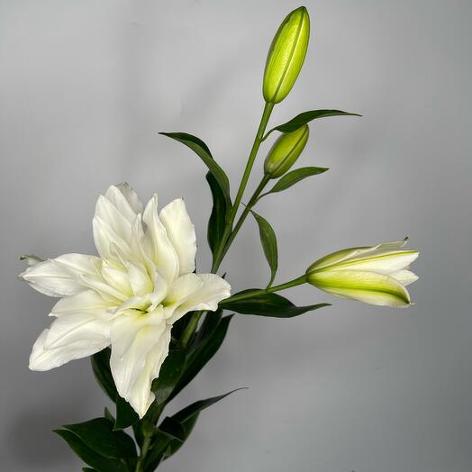 Lilia Tausha is white