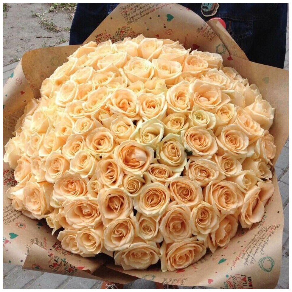 101 cream roses