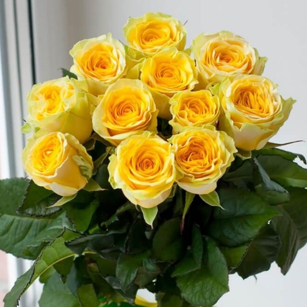 11 yellow roses