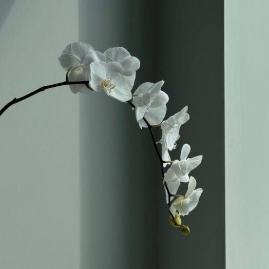 Орхидея Фаленопсис