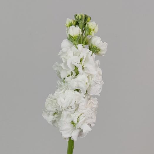 Белая одноголовая маттиола