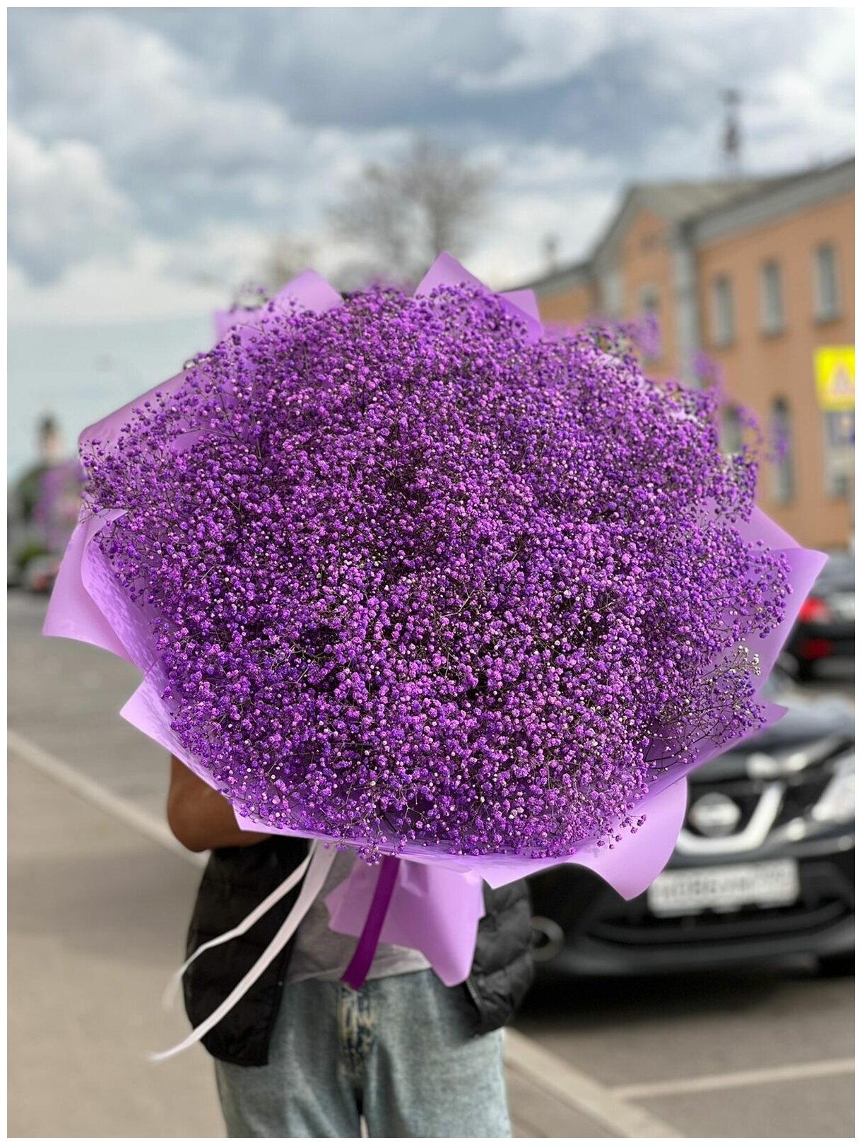 51 гипсофила