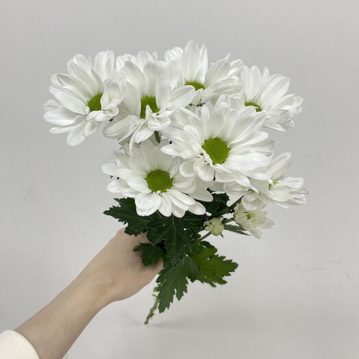 Хризантема Бакарди( от 11 шт)