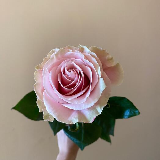 Rosa Pink Mundial Ecuador 60 cm