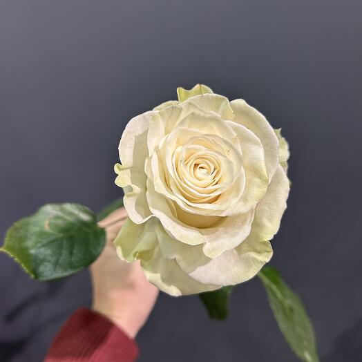 Rose Belaya Mondial 70cm