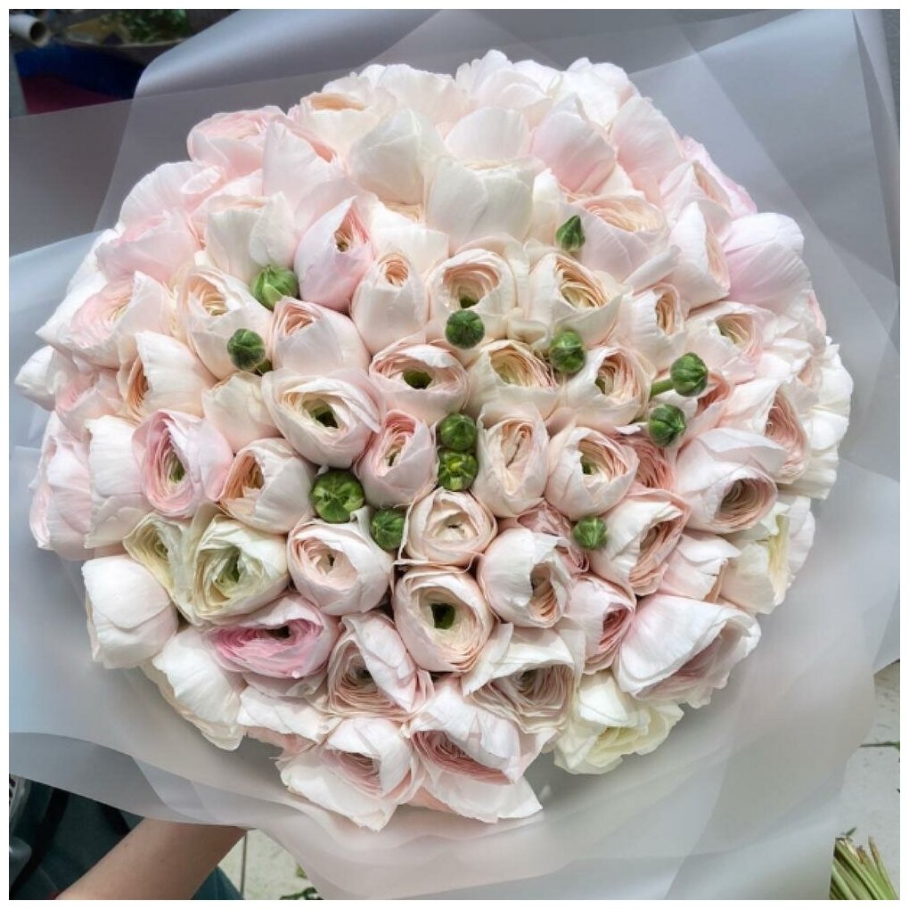 101 ranunculus