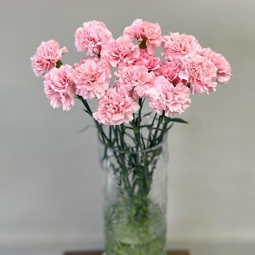 Одноголовый диантус Romance, 15 шт