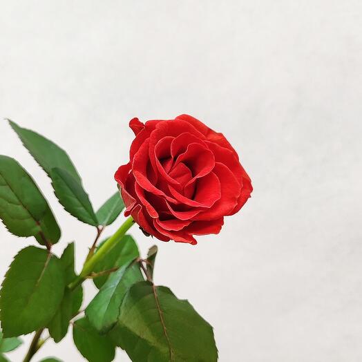 Розы алые Эльторо 50 см