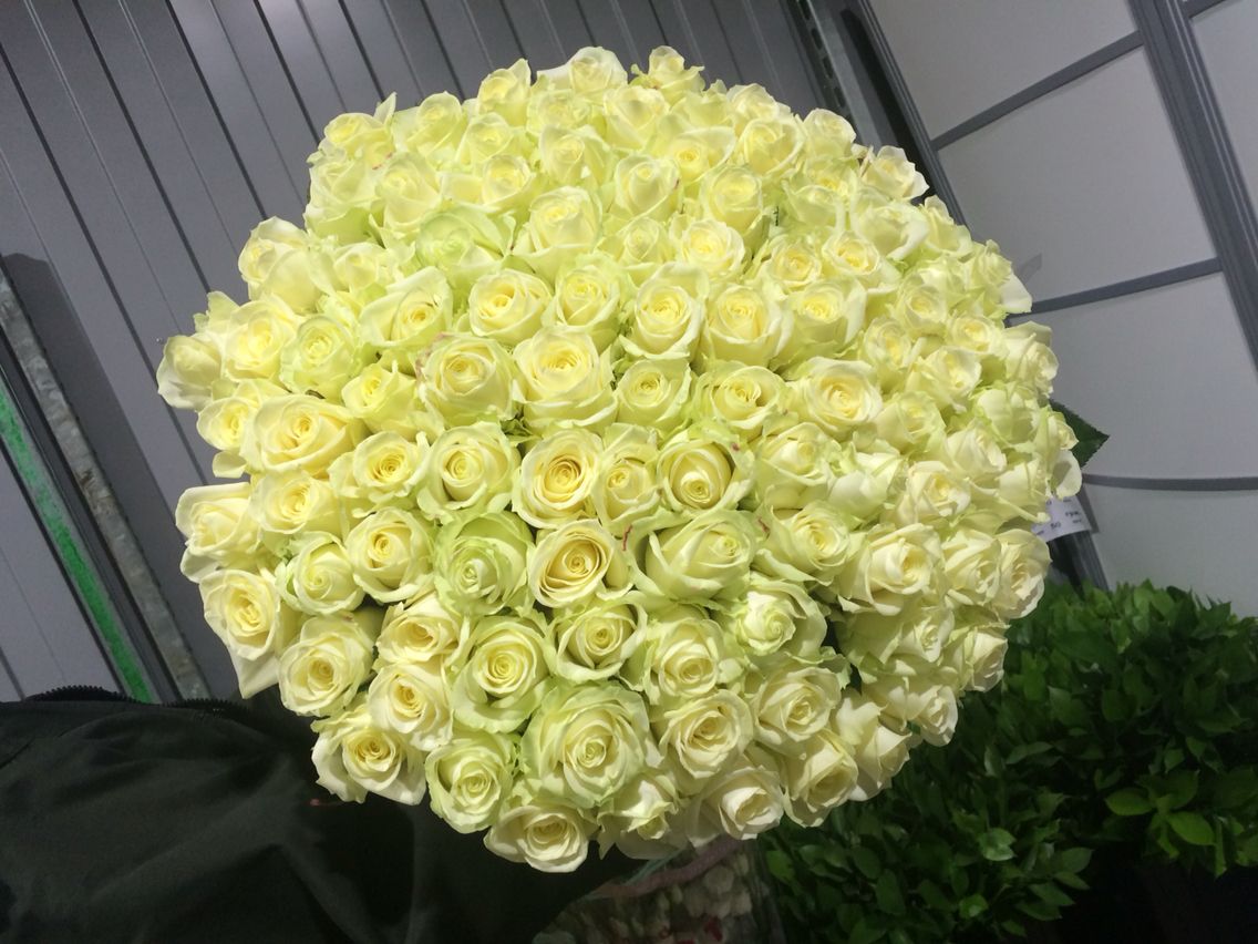 101 розы белые шикарные