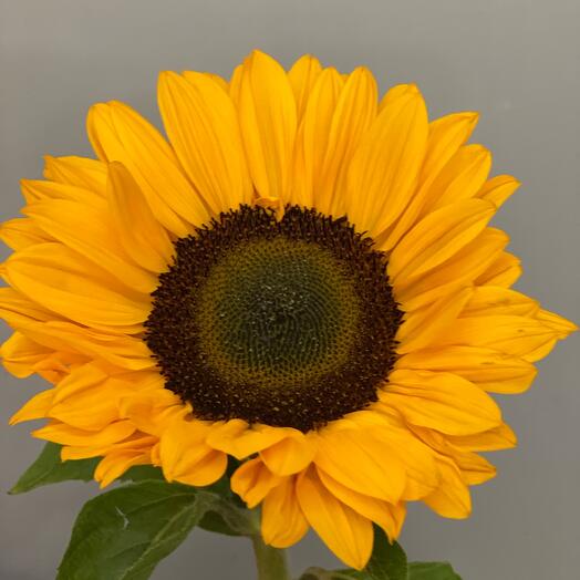 Sunflower Fire in your hands